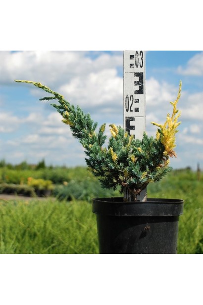 Можжевельник чешуйчатый Голден Флейм - 3л/30-40см/20-25см