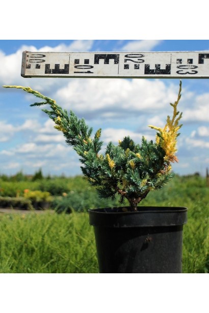 Можжевельник чешуйчатый Голден Флейм - 3л/30-40см/20-25см