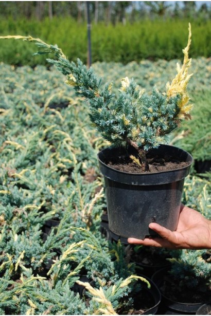 Можжевельник чешуйчатый Голден Флейм - 3л/30-40см/20-25см