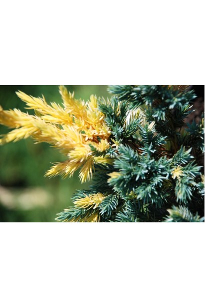 Juniperus squamata Golden Flame