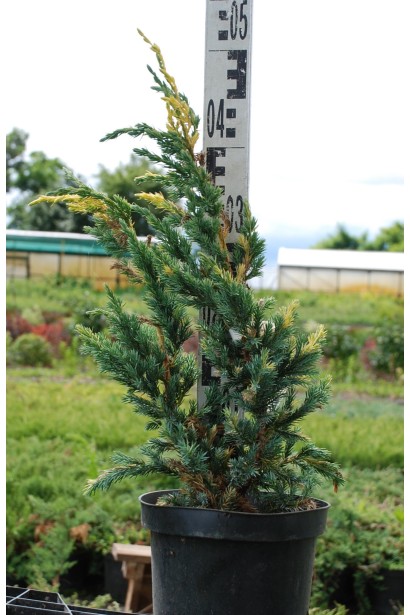 Можжевельник чешуйчатый Голден Флейм