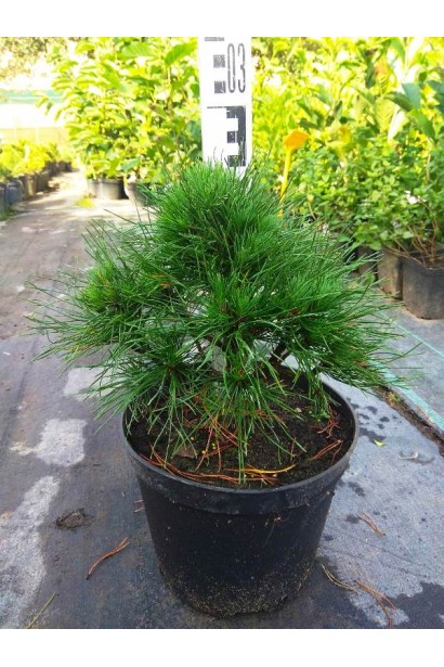 Pinus mugo Varella – хвойное украшение для контейнеров и бордюров.