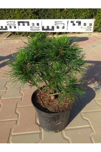 Сосна горная Варелла в контейнере