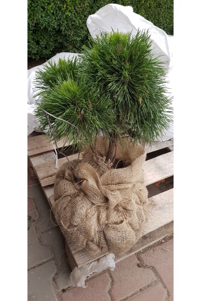 Сосна горная Варелла с комом земли