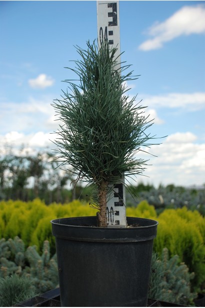 Сосна звичайна Глаука Фастігіата