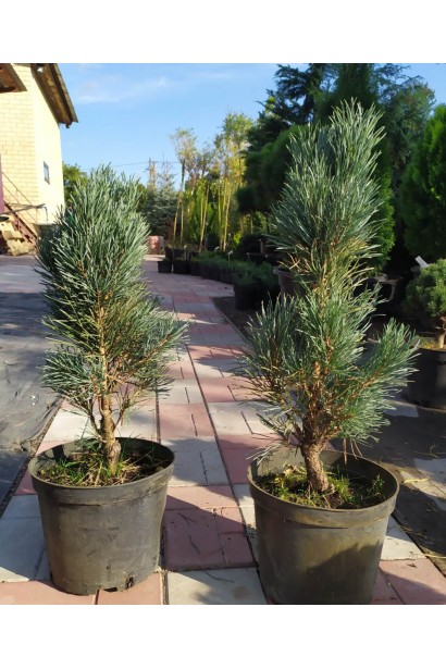 Сосна звичайна Глаука Фастігіата в контейнері