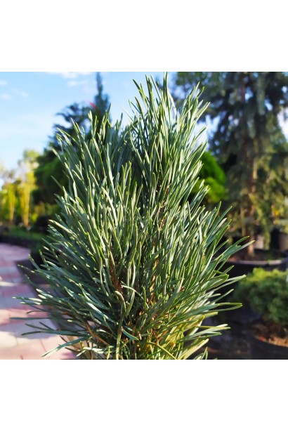 Сосна звичайна Глаука Фастігіата