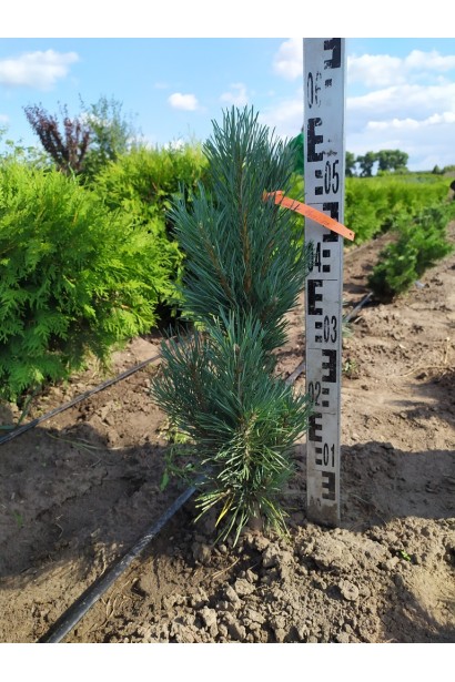 Сосна Глаука Фастігіата для декоративного озеленення