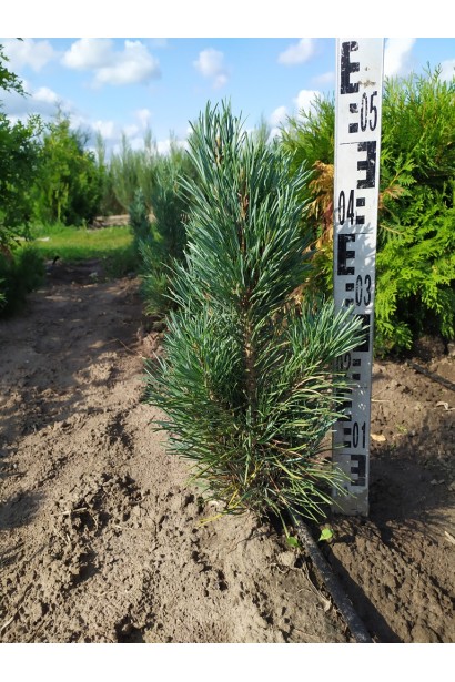Сосна звичайна Глаука Фастігіата 50-55см/Ø20-25см