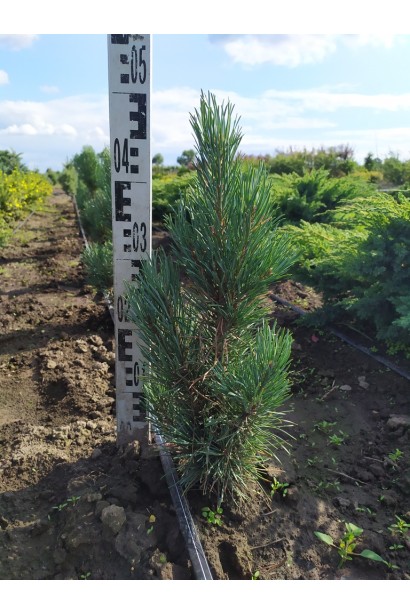 Вузьке колоновидне дерево з блакитним відтінком