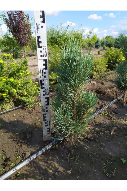 Сосна звичайна Глаука Фастігіата 50-55см/Ø20-25см