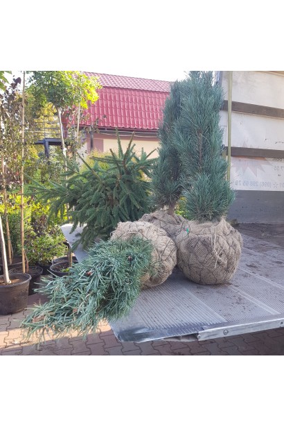 Сосна звичайна Глаука Фастігіата з комом землі