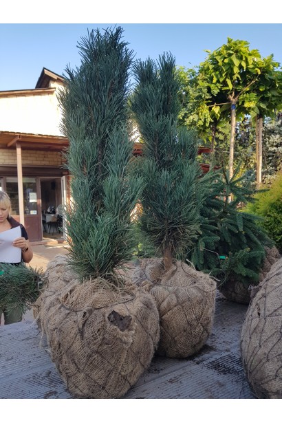 Сосна звичайна Глаука Фастігіата з комом землі