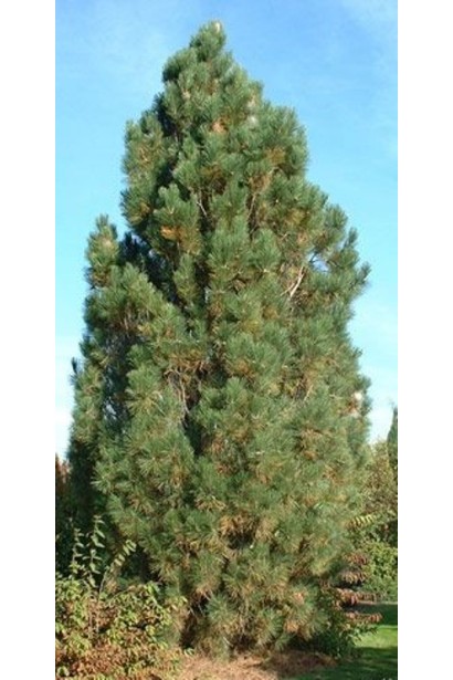 Сосна черная "Пирамидалис" с вертикальной формой.