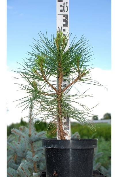 Саженец сосны "Пирамидалис" для вертикальных композиций.