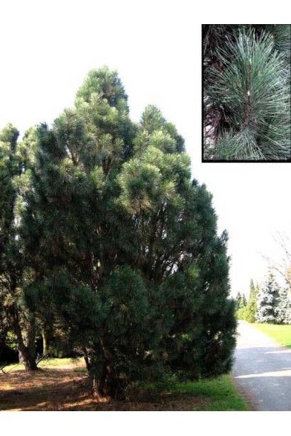 Вечнозеленая сосна "Пирамидалис" в ландшафтном дизайне.