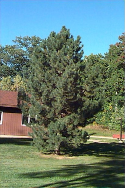 Декоративная австрийская сосна "Пирамидалис" в саду.