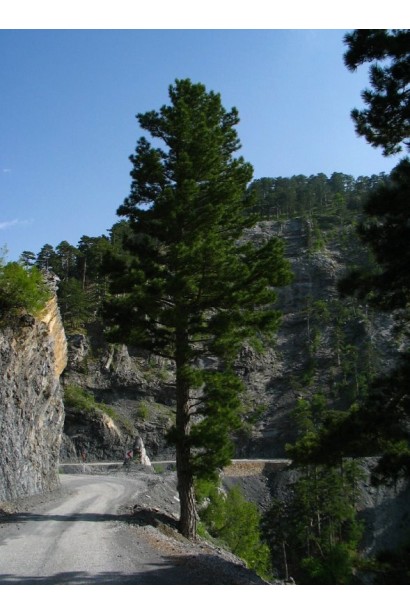 Сосна черная / австрийская Пирамидалис