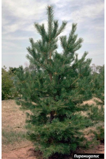 Pinus nigra Pyramidalis