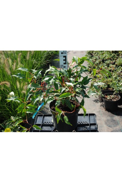 Киви актинидия сорт Ананасова в контейнере