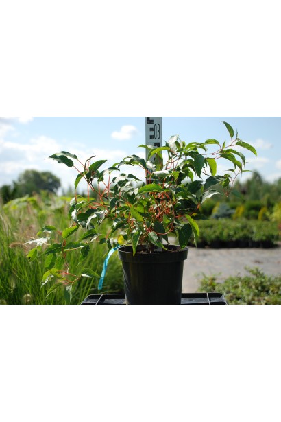 Актинидия Ананасовый контейнер 3 л 20-30 см