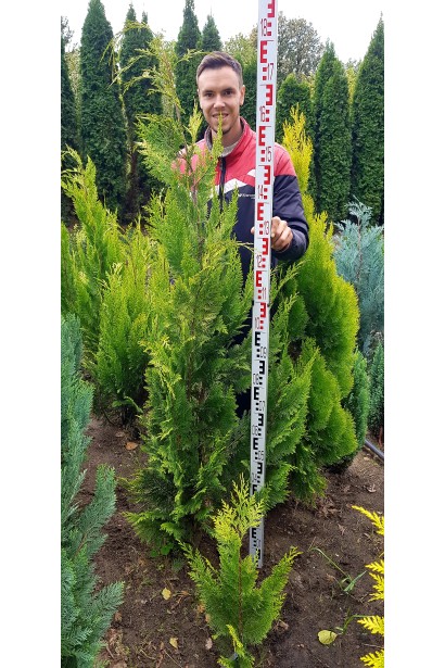 Кипарисовик Лавсона Івонне  в полі 160-180 см