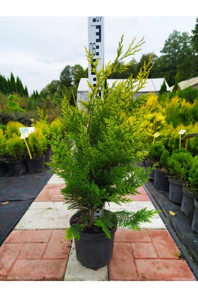 Кипарисовик Лавсона Івонне контейнер  3 л 40-60 см