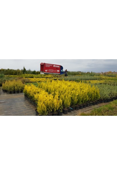 Кипарисовик жовтий Івоне в розсаднику