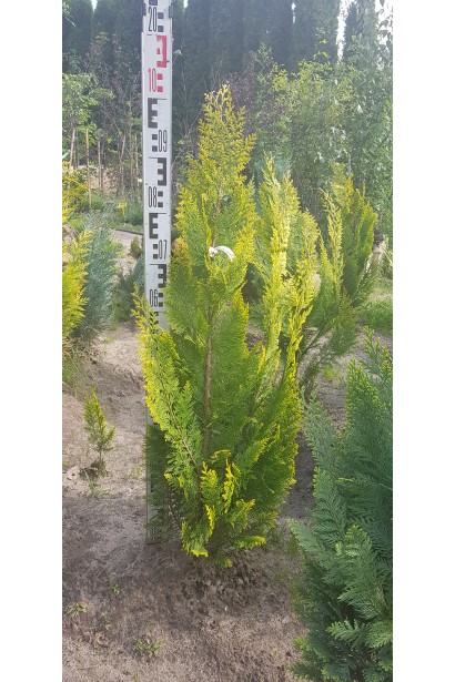 Кипарисовик Івонн саджанець 80-100 см