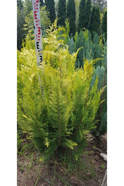 Кипарисовик Лавсона Івонне 90-110 см