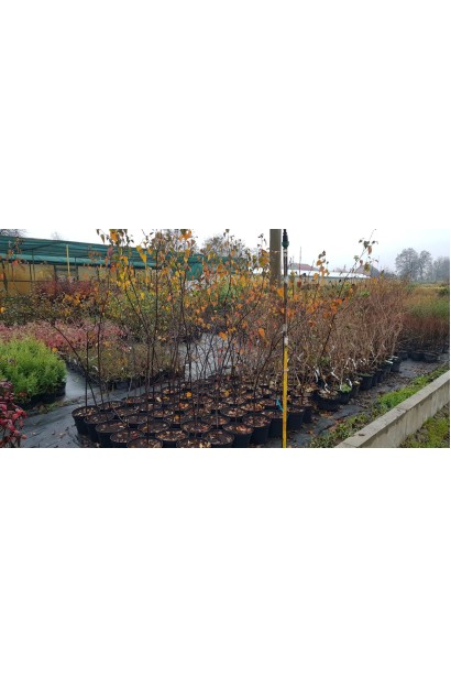 Береза Роял Фрост саженцы в контейнере в садовом центре