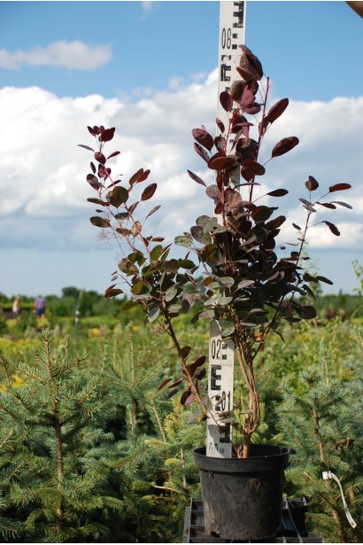 Скумпія шкіряста Лілла - 5л/вис.80см/Ø30-40см