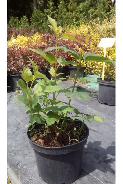 Калина Ескімо контейнер 3 л