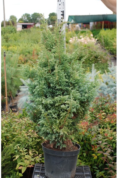 Кипарисовик Бульвар в горщику 5 л 70-80 см