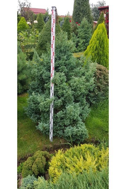 Chamaecyparis pisifera Boulevard