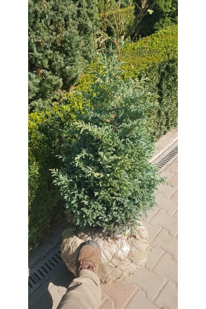 Кипарисовик горохоплідний Бульвар з комом в мішковині та сітці