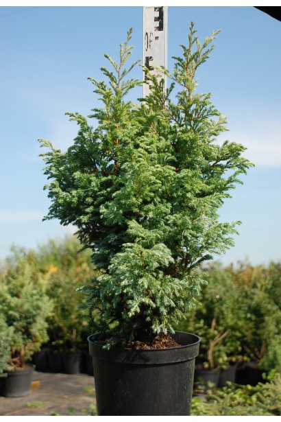 Кипарисовик горохоплідний Бульвар контейнер 5 л 50-60 см