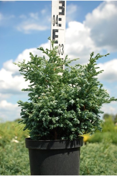 Кипарисовик горохоплідний Булевард контейнер 3 л 20-30 см