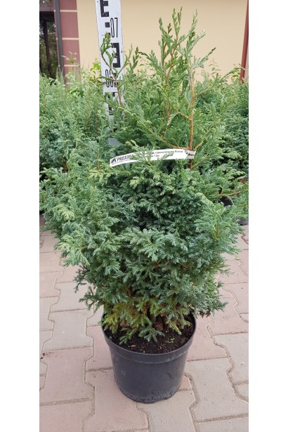 Кипарисовик Болевар саджанець 60-70 см