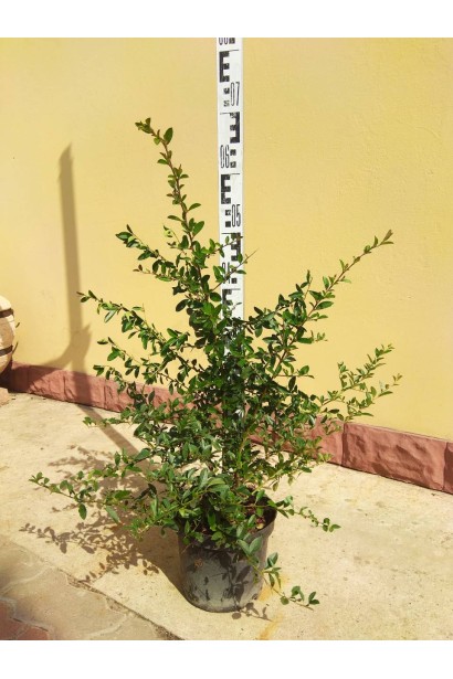 Саджанець пираканти Солейл Дор: швидко розвивається та утворює пишний чагарник з яскравими плодами.