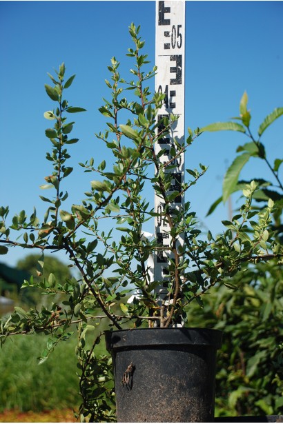 Саджанець піраканти Солейл Дор в контейнері