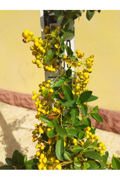 Саджанець піраканти Солейл Дор в контейнері