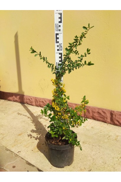 Саджанець піраканти Солейл Дор: чудовий варіант для створення живоплотів або декоративних бар’єрів.