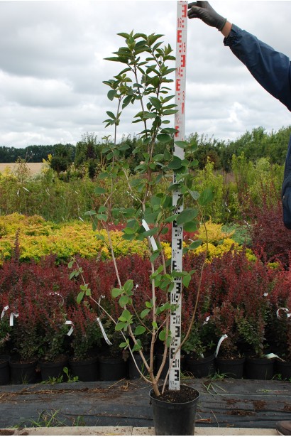 Гордовина в контейнері 140-160 см