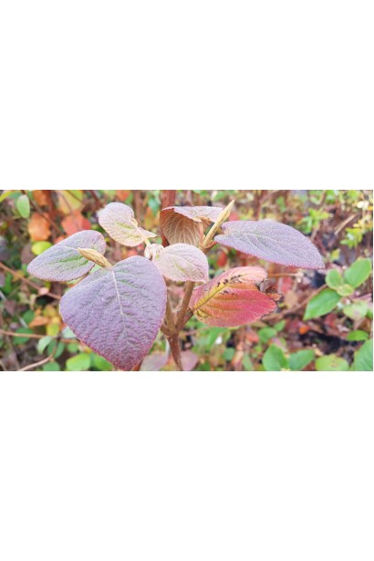 Забарвлення листя калини гордовини восени