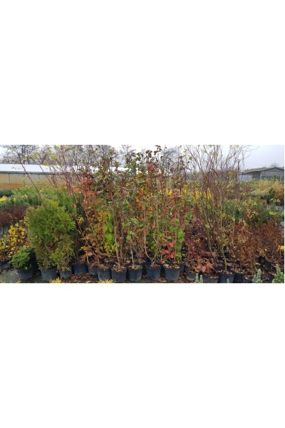 Калина цілолиста саджанці в садовому центрі