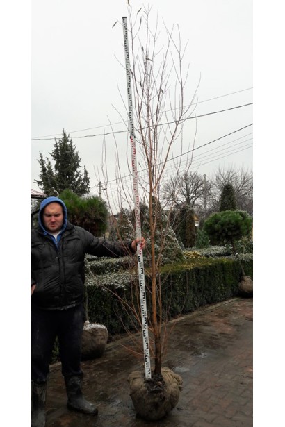 Верба біла ком