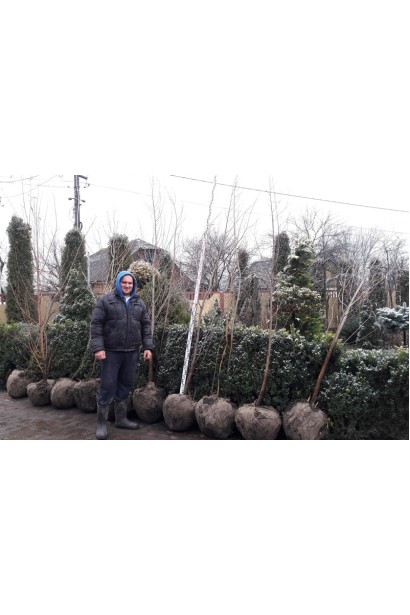 Верба срібляста комовані дерева