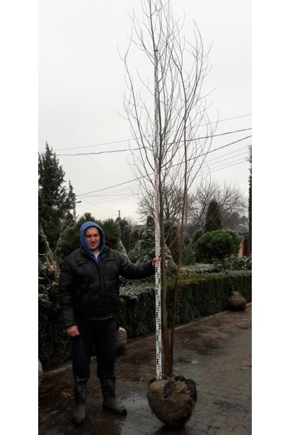 Верба біла саджанець з комом землі