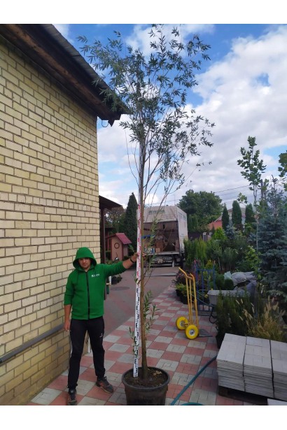 Верболіз в контейнері 